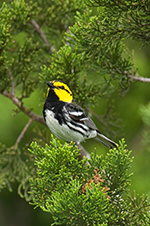 Warbler Bird
